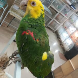 https://timiesvogel.au/product/double-yellow-head-amazon-for-sale/