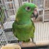 Panama Amazon Parrot for sale