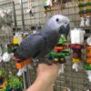 https://timiesvogel.au/product/buy-african-grey-parrot/