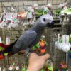 https://timiesvogel.au/product/buy-african-grey-parrot/