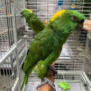 https://timiesvogel.au/product/yellow-naped-amazon-for-sale/