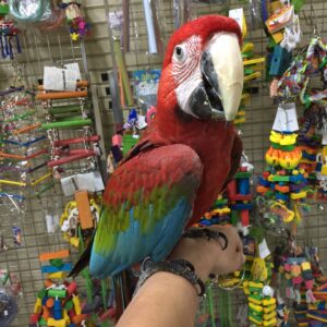 https://timiesvogel.au/product/buy-green-winged-macaw/