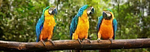 Banner-Homepage-Macaw2