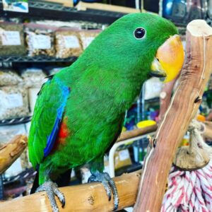 eclectus parrot for sale